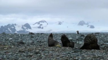 Mühürler birbirlerini ele geçirmek ve onların kürk temiz. Andreev.