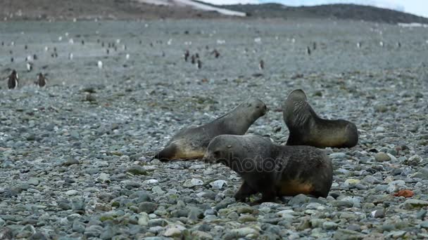 Tres focas de piel se sientan en pequeñas piedras en la playa. Andreev. . — Vídeo de stock