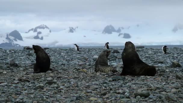 Las focas de piel descansan en la playa con pequeñas piedras. Andreev. . — Vídeo de stock