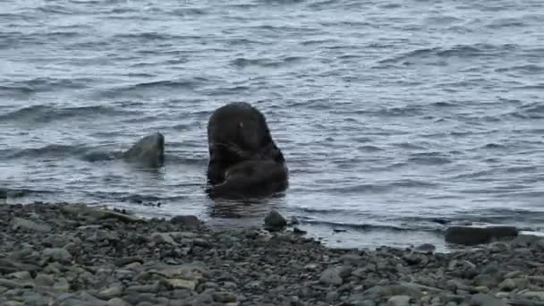 Pečeť sedí ve vodě blízko břehu. Andreev. — Stock video