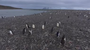 Dron, sahil boyunca çalışan penguenler kovalıyor. Andreev.