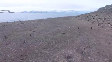 Bir sürü penguenler Antarktika kıyısında. Andreev.