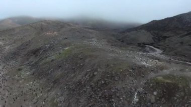Penguenler küçük bir tepe ve yamaçları üzerinde durun. Andreev.