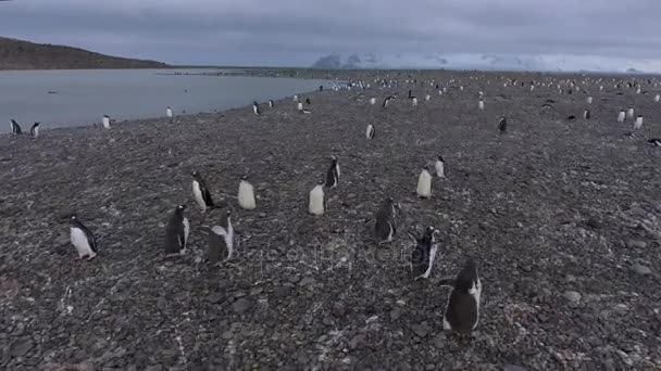 ドローンは、ビーチに沿って実行しているペンギンを追います。アンドレーエフ. — ストック動画