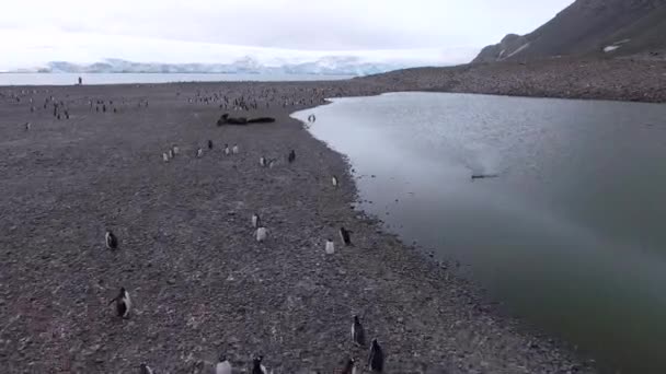 Tuleňů a tučňáků spočívat na kamenité pláži. Andreev. — Stock video