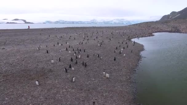 A large number of penguins stand on the beach between the bay and the ocean. Andreev. — Stock Video