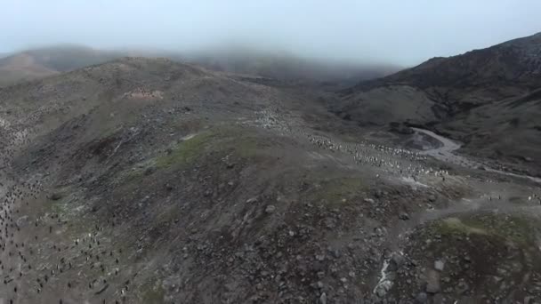 Πιγκουίνοι στέκονται σε ένα μικρό λόφο και πλαγιές. Andreev. — Αρχείο Βίντεο