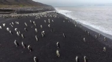 Mühürler ve penguenler Antarktika plaj boyunca taşıyın. Andreev.