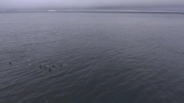 Bir sürü penguenler Antarktika sularında yüzüyor. Andreev.