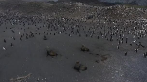 Die Robbe krabbelt hinter den Pinguinen am Strand entlang. andreev. — Stockvideo