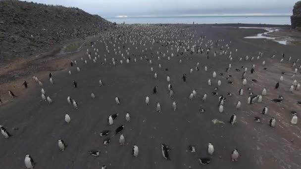 Pingviner promenera längs stranden med mörk sand. Andreev. — Stockvideo