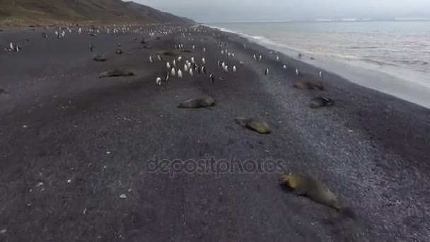 Penguins omger tätningar på Antarktis kust. Andreev. — Stockvideo