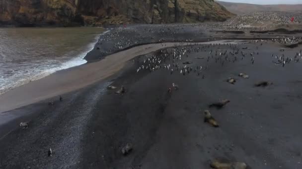 Uccelli e animali dell'Antartide su una spiaggia scura. Andreev . — Video Stock