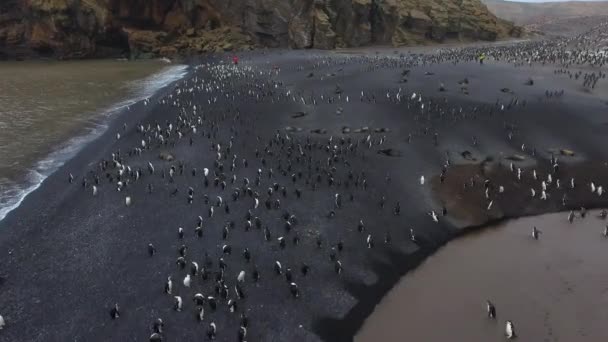 Zooists ve penguenler sahil boyunca yürüyerek. Andreev. — Stok video