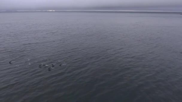 ペンギンの群れは、南極の海で泳ぐ。アンドレーエフ. — ストック動画