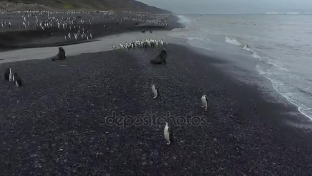 Seals and penguins on the Antarctic coast. Andreev. — Stock Video