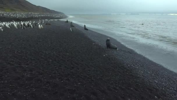 Las focas están sentadas en la playa junto al agua. Andreev. . — Vídeo de stock