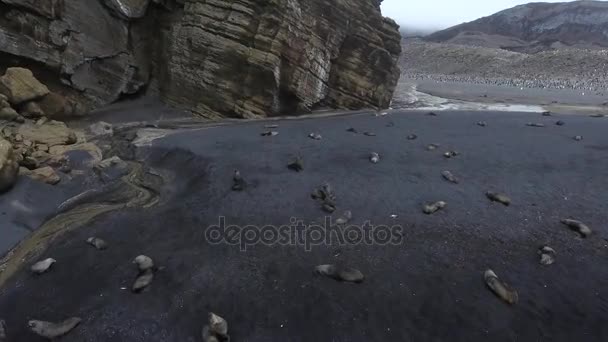 Sigilli sulla spiaggia sulla scogliera. Andreev . — Video Stock