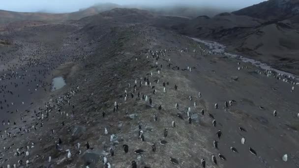 Un grand nombre de manchots sur les pentes des collines antarctiques. Andreev . — Video