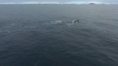 Balinalar buzul kıyılarına yüzme. Andreev.