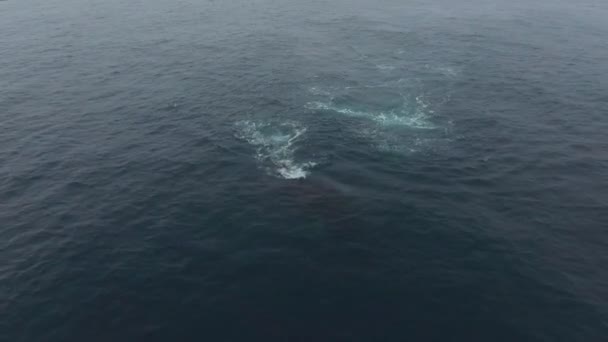 Вид на китов, плавающих в антарктических водах. Андреев . — стоковое видео