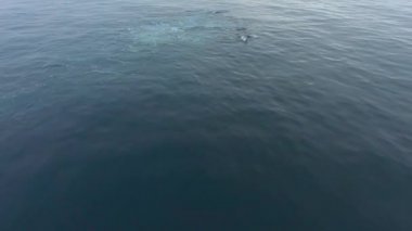 Siyah balinalar su altında dalış. Andreev.