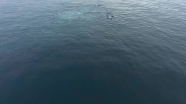 Las ballenas negras bucean bajo el agua. Andreev. . — Vídeo de stock