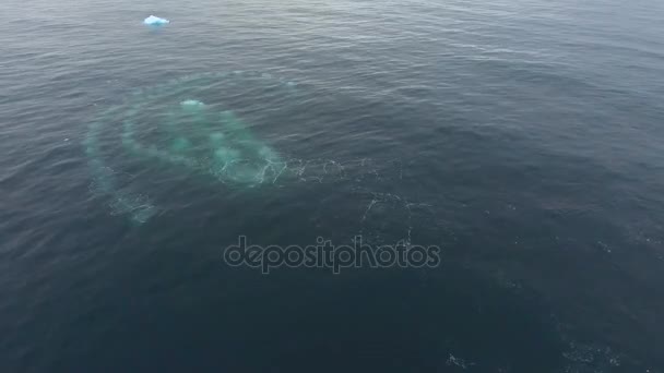 Cabeças de baleias emergem das profundezas do oceano. Andreev . — Vídeo de Stock