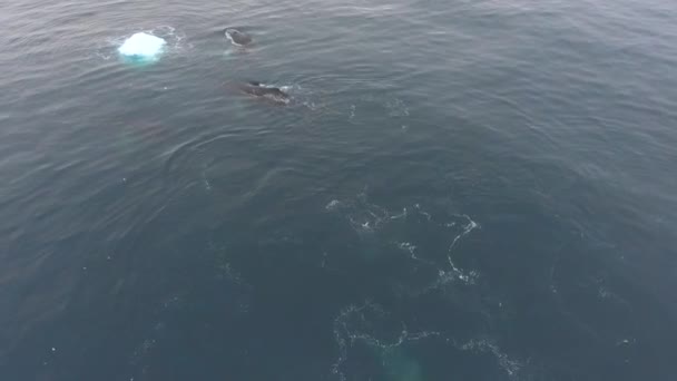 Três baleias nadam no oceano entre icebergs. Andreev . — Vídeo de Stock
