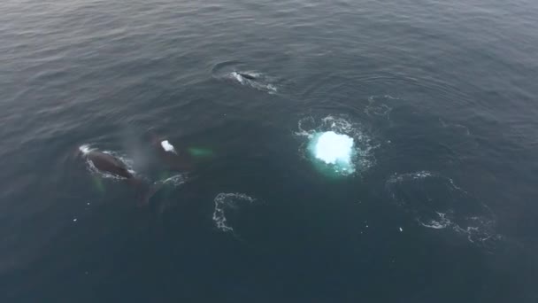 La caméra suit un troupeau de baleines. Andreev . — Video