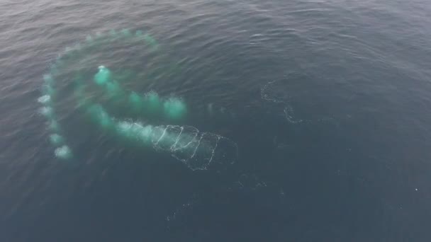 Vista da altura das baleias emergentes. Andreev . — Vídeo de Stock