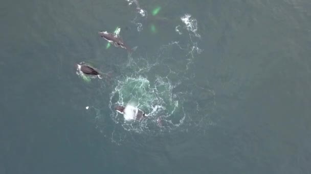 Les baleines plongent et remuent la queue. Andreev . — Video