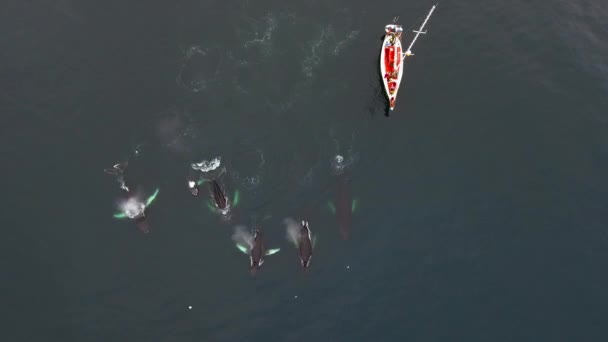 Les baleines naviguent devant le yacht expéditionnaire. Andreev . — Video