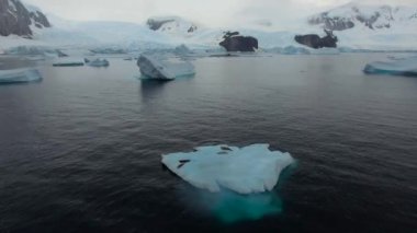 Mühürler bir buzdağı buzul ve kıyısında arka planda yalan. Andreev.