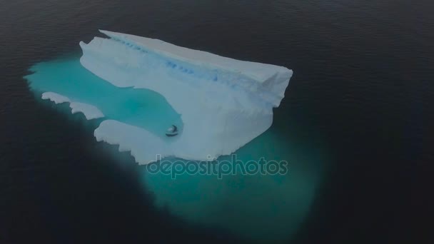 Tiere schwimmen in der Bucht auf einem Eisberg. andreev. — Stockvideo