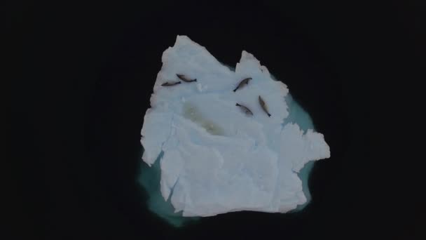 Robben liegen auf der Oberfläche des Eisbergs. andreev. — Stockvideo