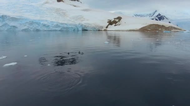 Drohne verfolgt einen Schwarm Pinguine im Wasser. andreev. — Stockvideo