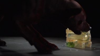 Köpek eti jöle parçalarını kuleden tatili.