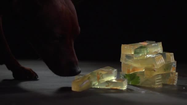 Hunden slickar en bit av gelé. — Stockvideo