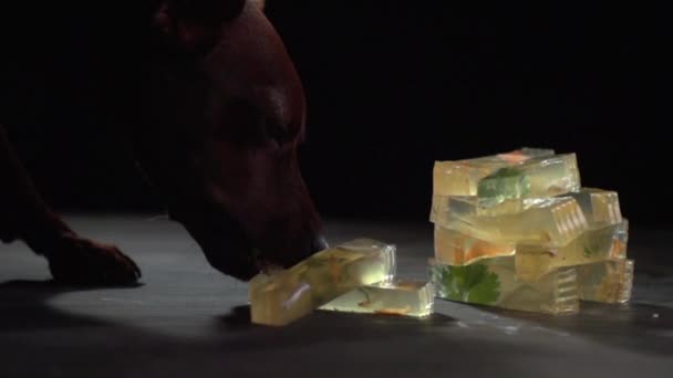 The dog eats a piece of meat jelly on a dark surface. — Stock Video