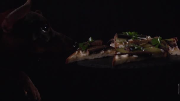 The dog looks at the sandwiches on the stand. — Stock Footage The dog looks at the sandwiches on the stand. Royalty Free Stock Footage