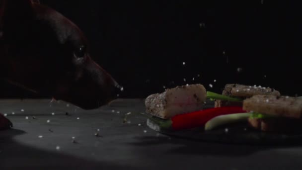 Собака смотрит на хлеб с беконом . — стоковое видео