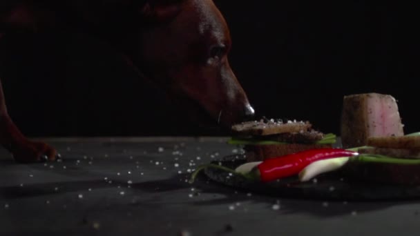 Een hond likken specerijen en zout met donker brood. — Stockvideo