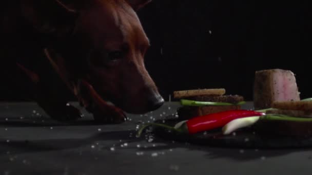 El perro huele y examina sándwiches con tocino y cebolla . — Vídeos de Stock