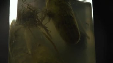 Marine salatalık bir kavanoz salamura alınır.