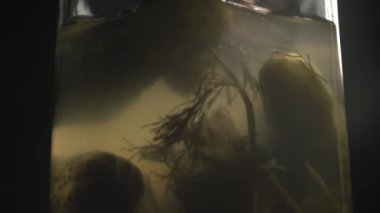 El salatalık turşusu kavanozdan alır..