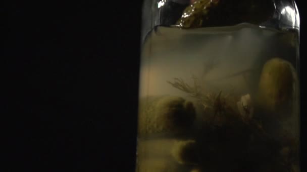 Le concombre mariné est extrait d'un pot de concombres et d'ail . — Video