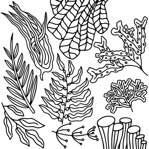 İzole edilmiş siyah beyaz okyanus ve deniz yosunları.