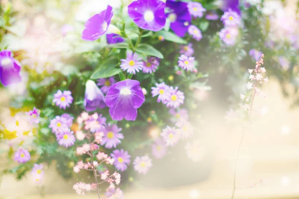 Flor de verano sobre fondo borroso —  Fotos de Stock