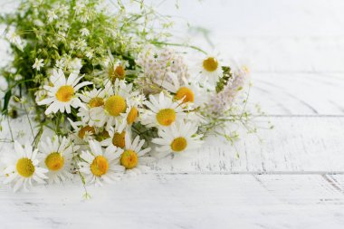 Papatya papatya çiçeği 